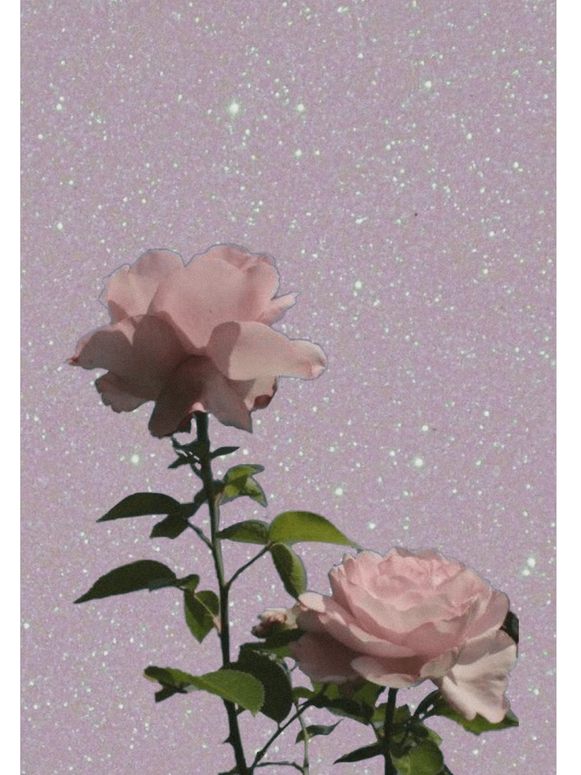 2022x2696 aesthetic rose pink pinkrose wallpaper Sticker