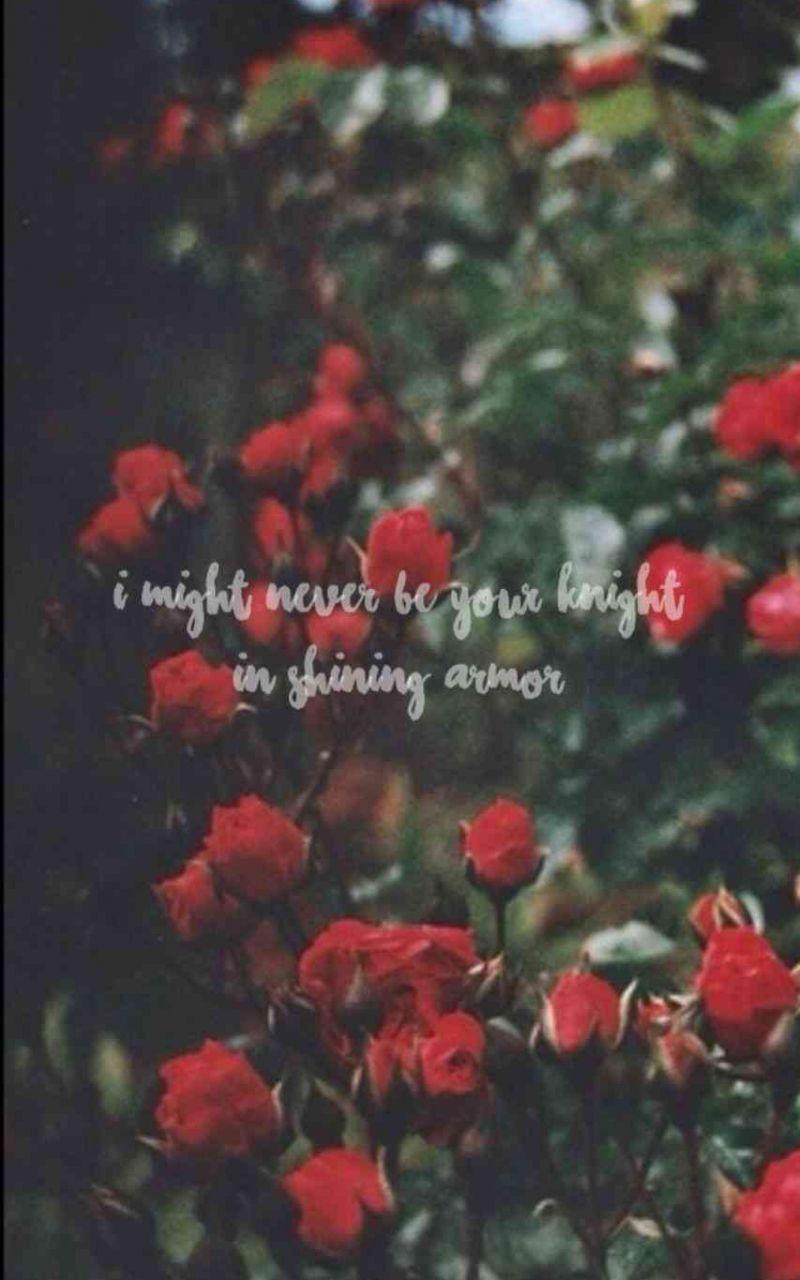 800x1280 Aesthetic Rose Background HD / Aesthetic roses quote aesthetic aesthetic vintage aesthetic picture aesthetic grunge black aesthetic pastel aesthetic background aesthetic wallpaper dark wallpaper
