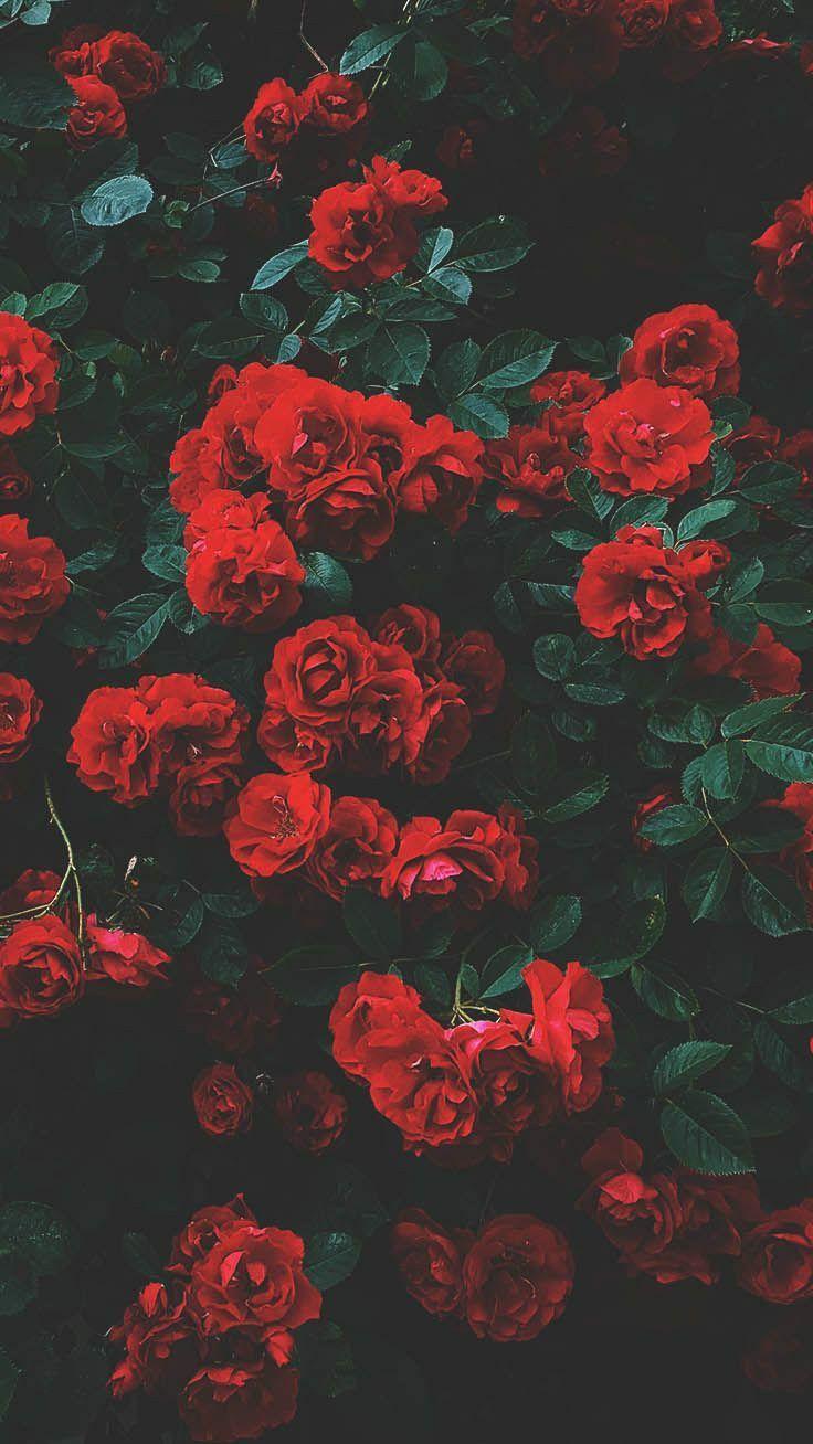 736x1308 Aesthetic Tumblr Red Roses Aesthetic Background - Cổng hình nền lớn nhất