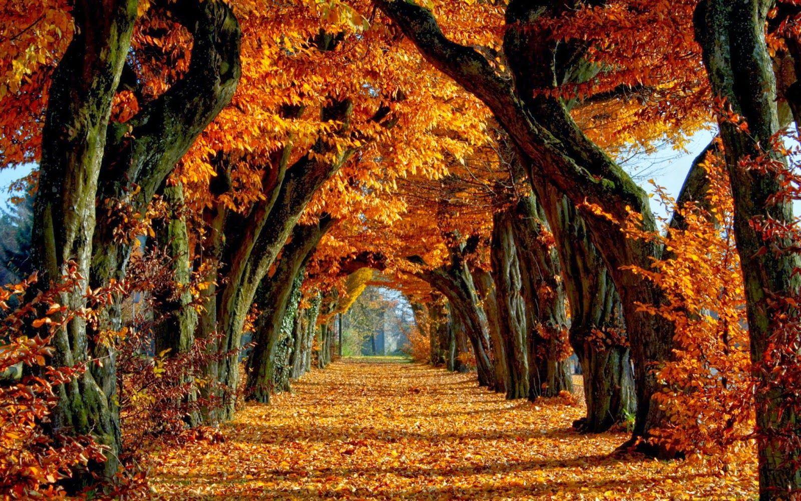 1600x1000 Autumn Desktop Wallpaper