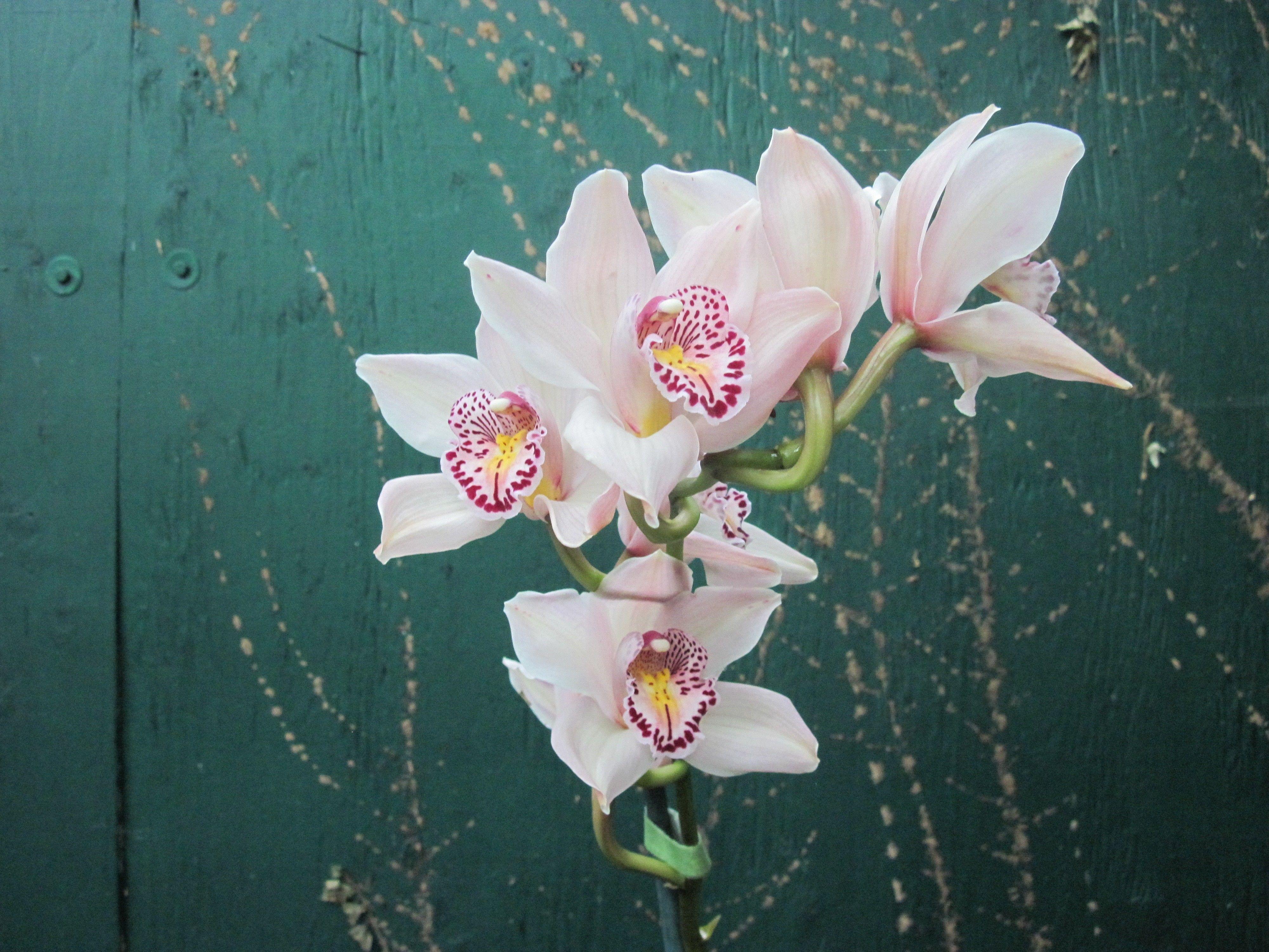 4000x3000 Flower: Dreaming Spring Garden Photography Orchids Flowers Pink