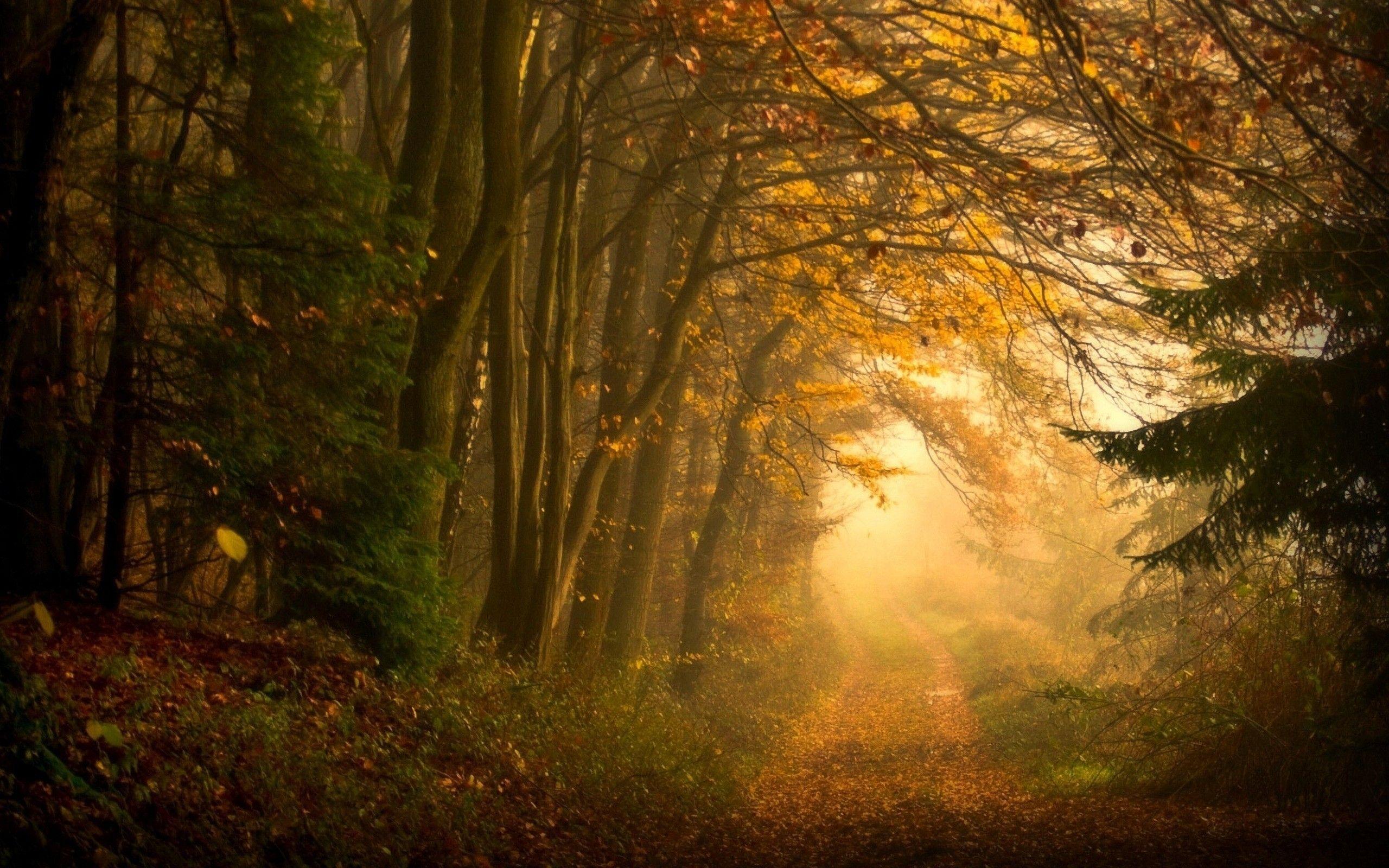 2560x1600 Autumn Forest Mist & Way desktop PC and Mac wallpaper
