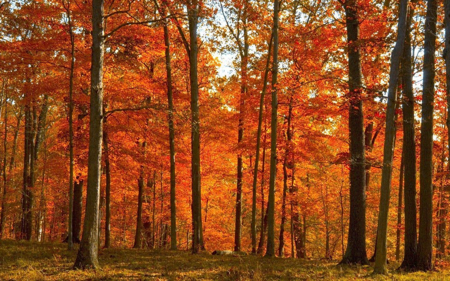1440x900 Autumn in Ireland Wallpaper