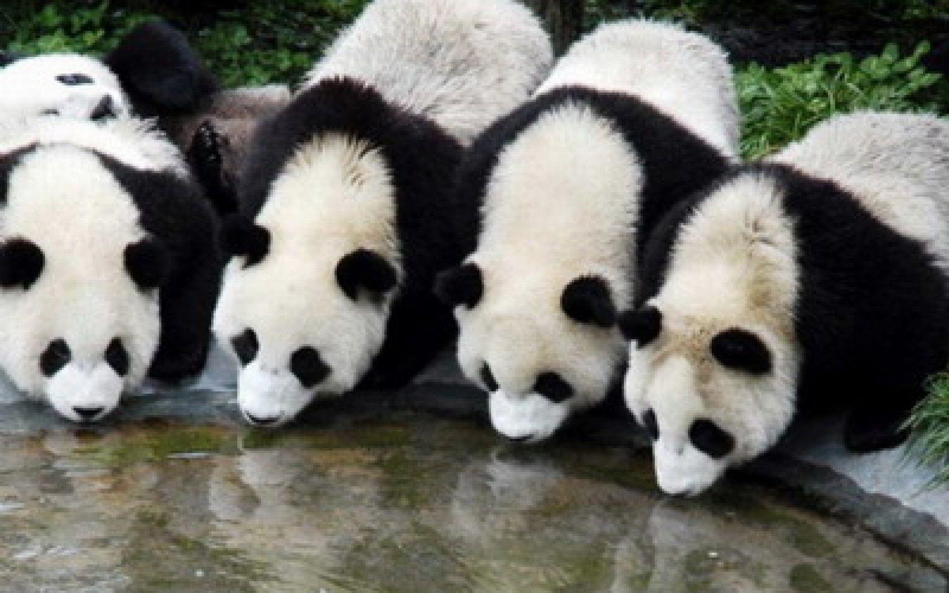 1920x1200 Kawaii Panda Wallpaper 1920x1200