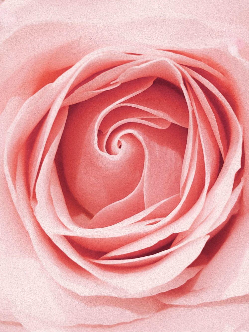 1000x1333 Rose Wallpaper: Free HD Download [HQ]