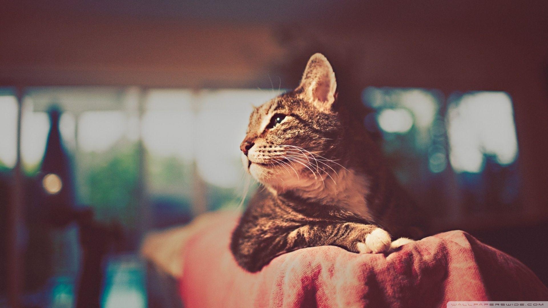 1920x1080 Download Cat Retro Photography Wallpaper 1920x1080
