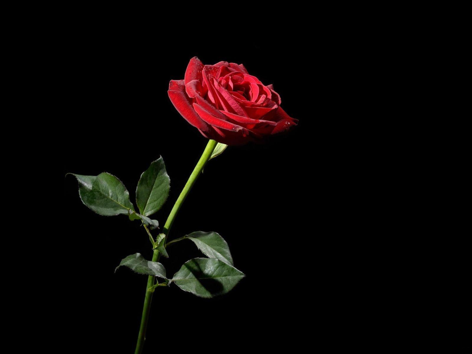 1600x1200 Black And Red Roses Wallpaper