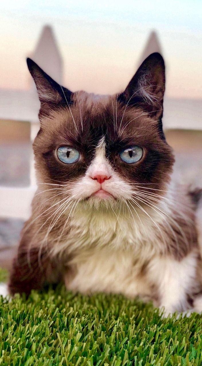 705x1280 Grumpycatgrumpy Catcatscatwallpaperphone Wallpaper Cat iPhone Wallpaper & Background Download
