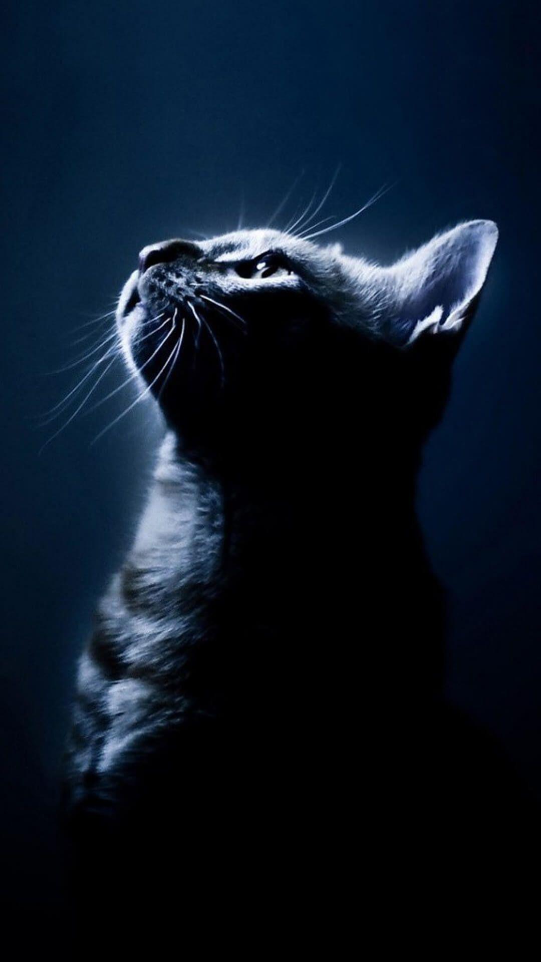 1080x1920 Cat iPhone Wallpaper