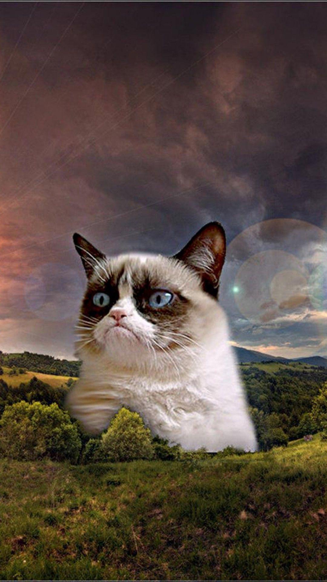 1080x1920 Grumpy Cat Meme HD Wallpaper iPhone 6 / 6S Plus Wallpaper .net