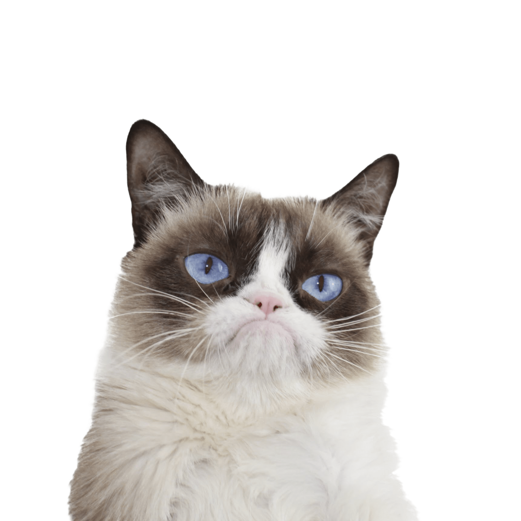 1720x1720 Grumpy Cat No Background