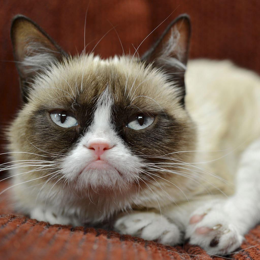 1024x1024 Best Cat iPad Wallpaper HD [2020]