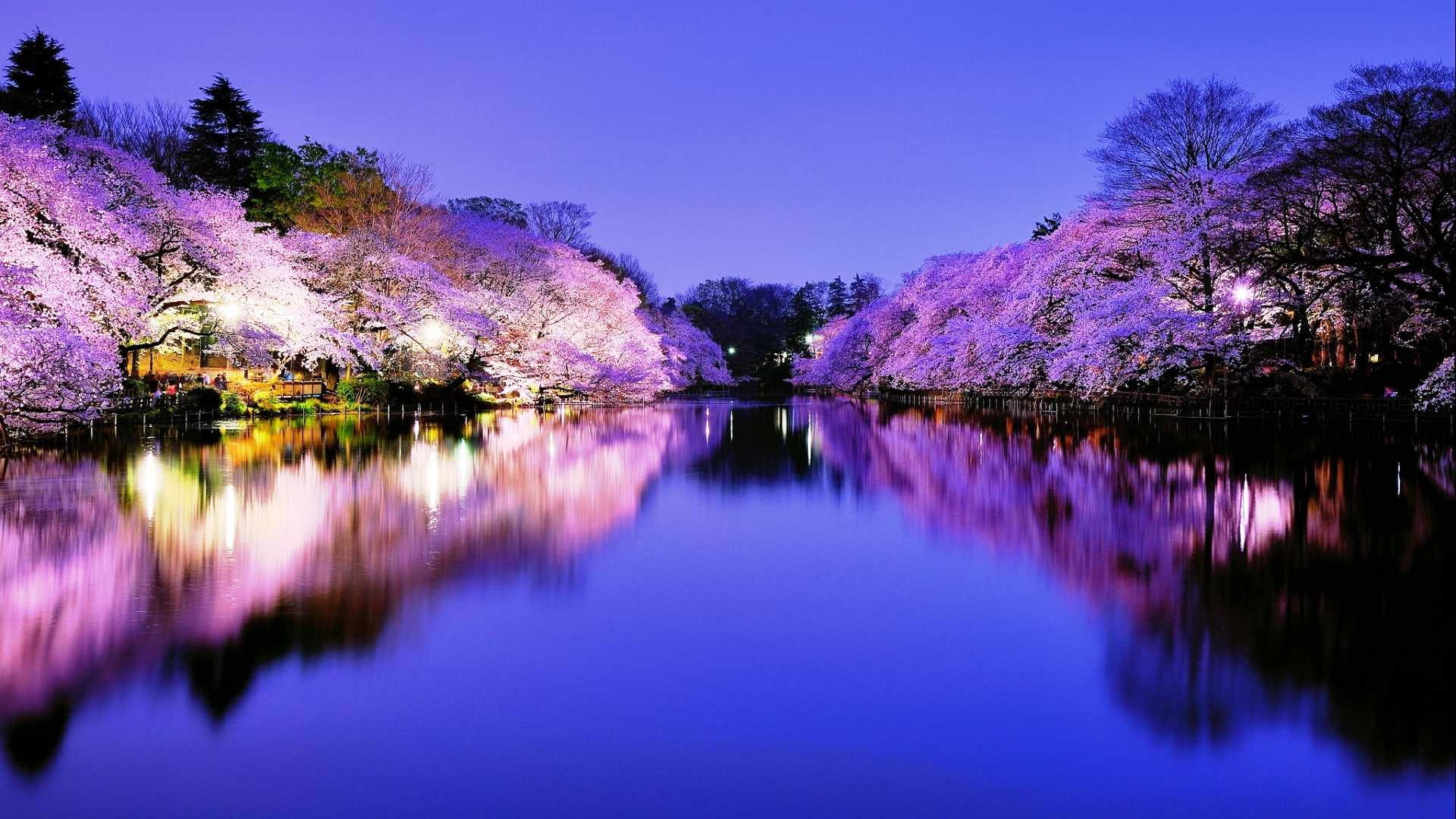 1920x1080 Cherry Blossom Wallpaper Night HD For Androids Image