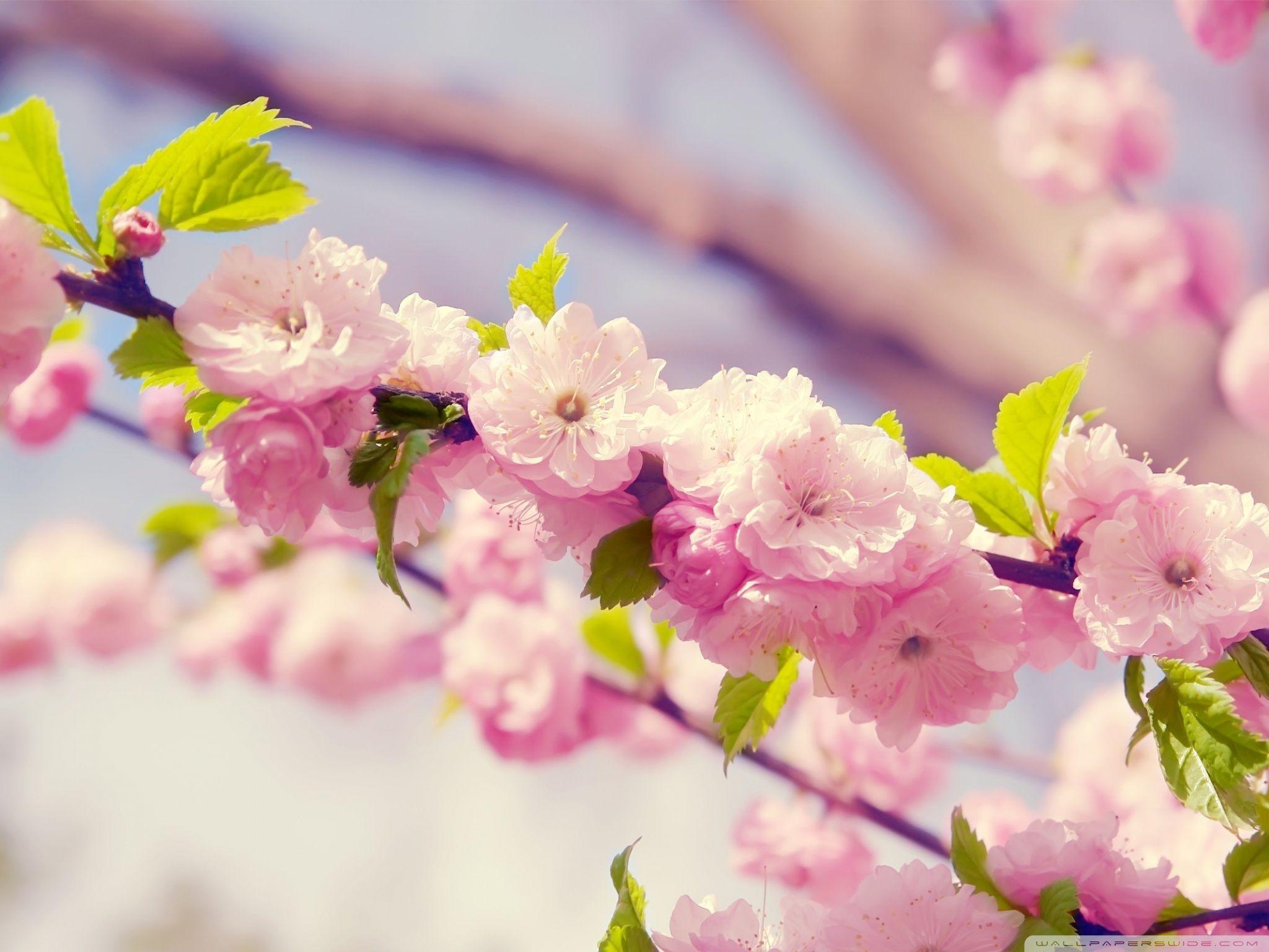 2048x1536 Japanese Cherry Tree Ultra HD Desktop Background Wallpaper for 4K UHD TV : Multi Display, Dual Monitor : Tablet