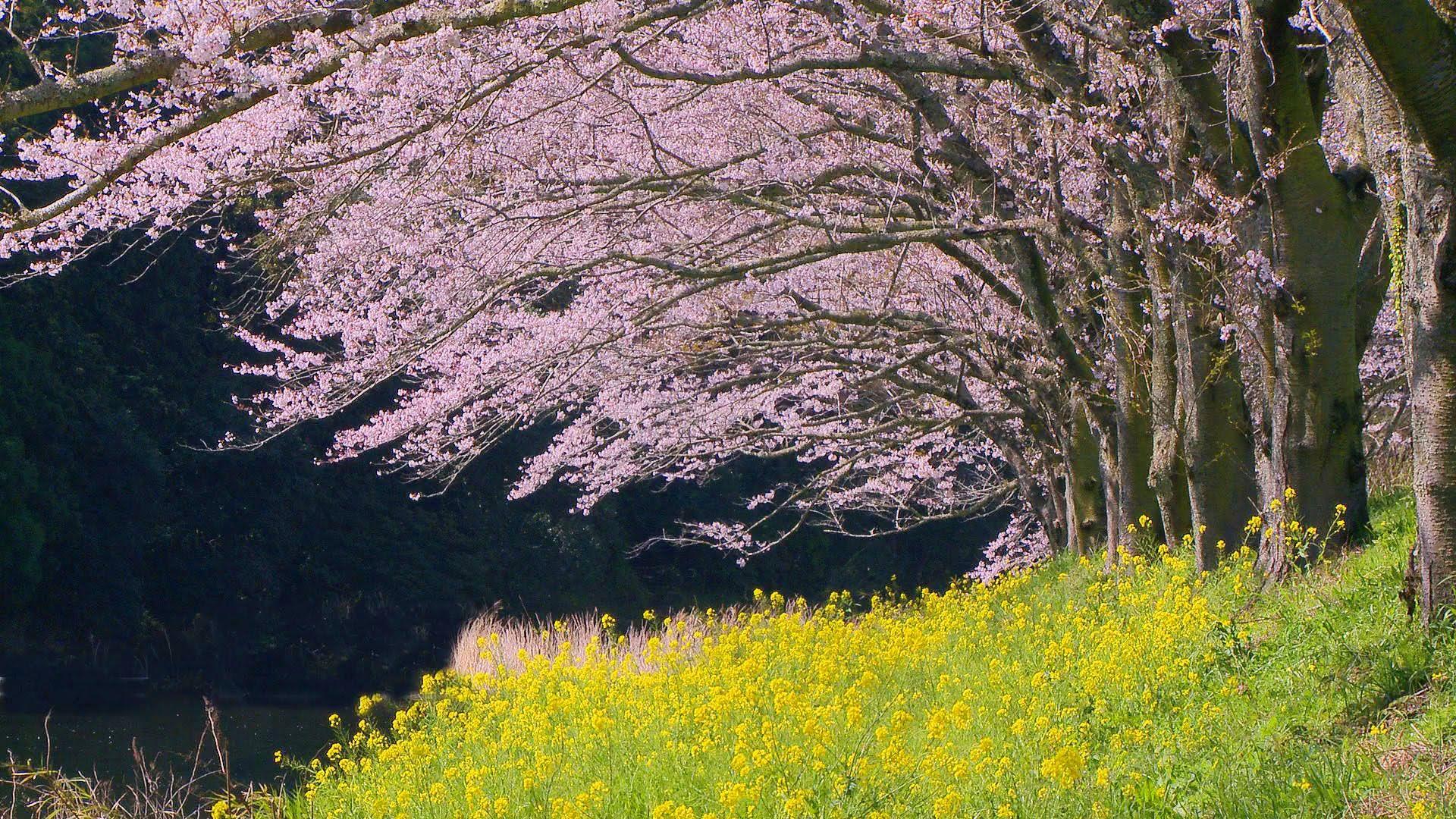 1920x1080 Sakura Japan〜Cherry Blossoms〜桜, 美しい桜の動画