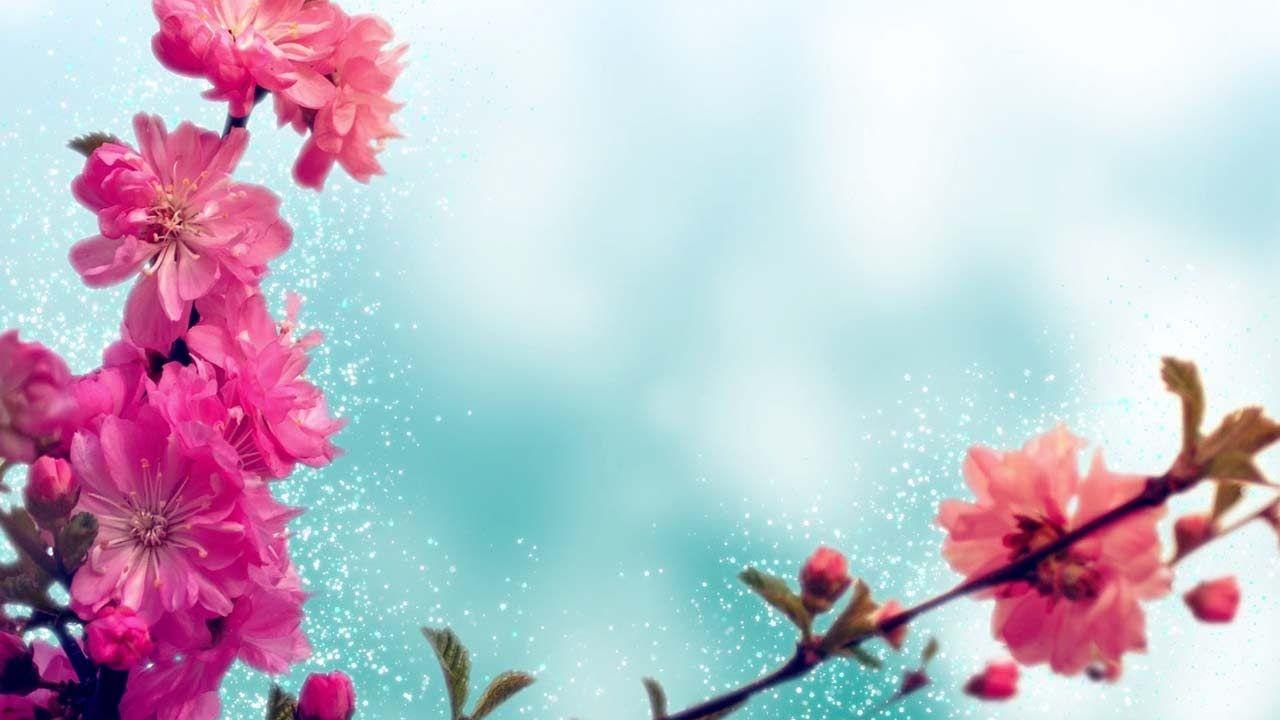 1280x720 Spring Background Loop Cherry Blossoms