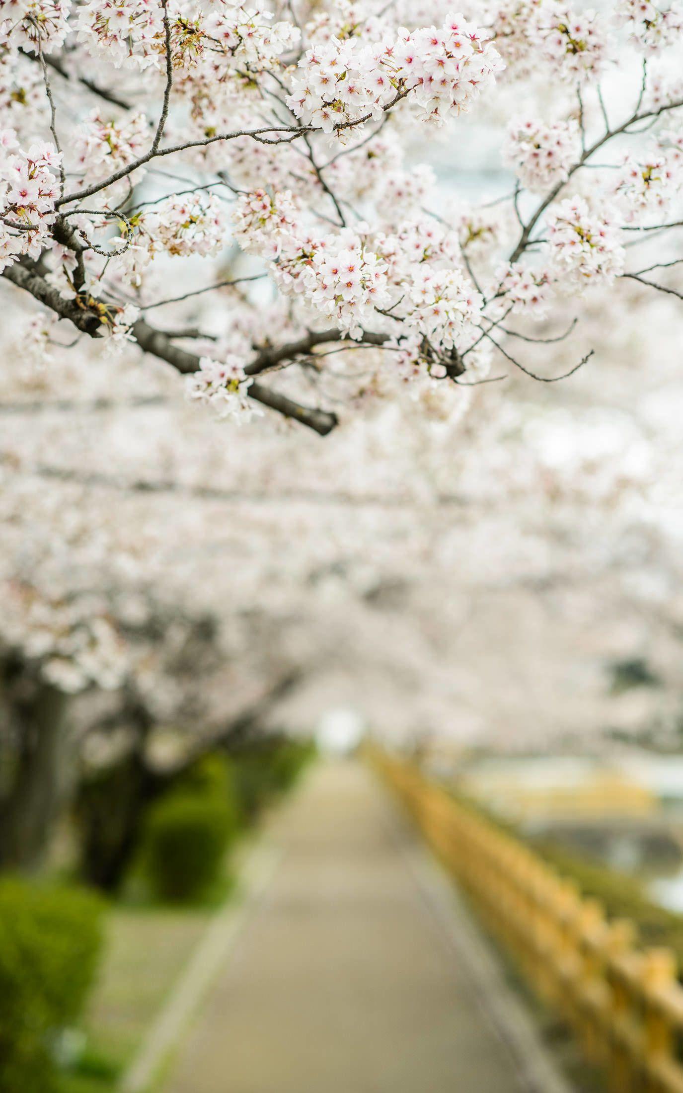 Zen Japanese Cherry Blossom Wallpapers - Top Free Zen Japanese Cherry