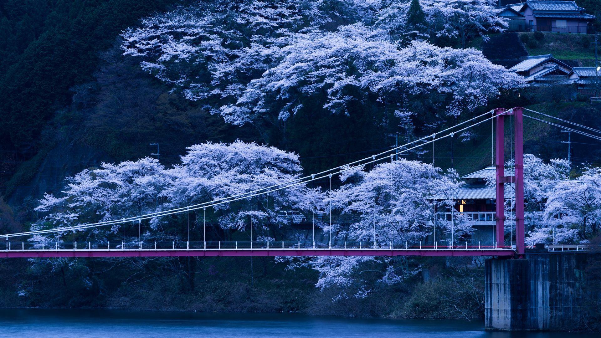 1920x1080 Wallpaper Japan, Bridge, Sakura, Night Sakura Tree