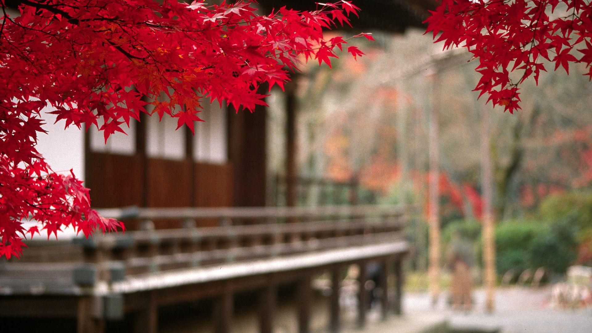 1920x1080 Title Photography Oriental Wallpaper Trees Wallpaper HD HD Wallpaper