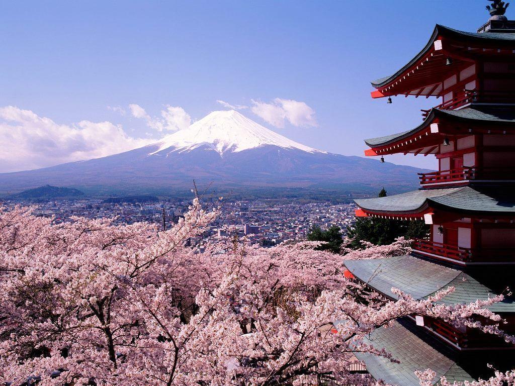 1024x768 Japanese Cherry Blossom Tree Wallpaper