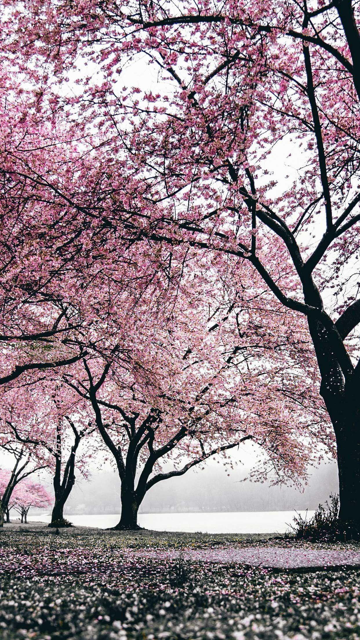 Japan Trees Wallpapers Top Free Japan Trees Backgrounds WallpaperAccess