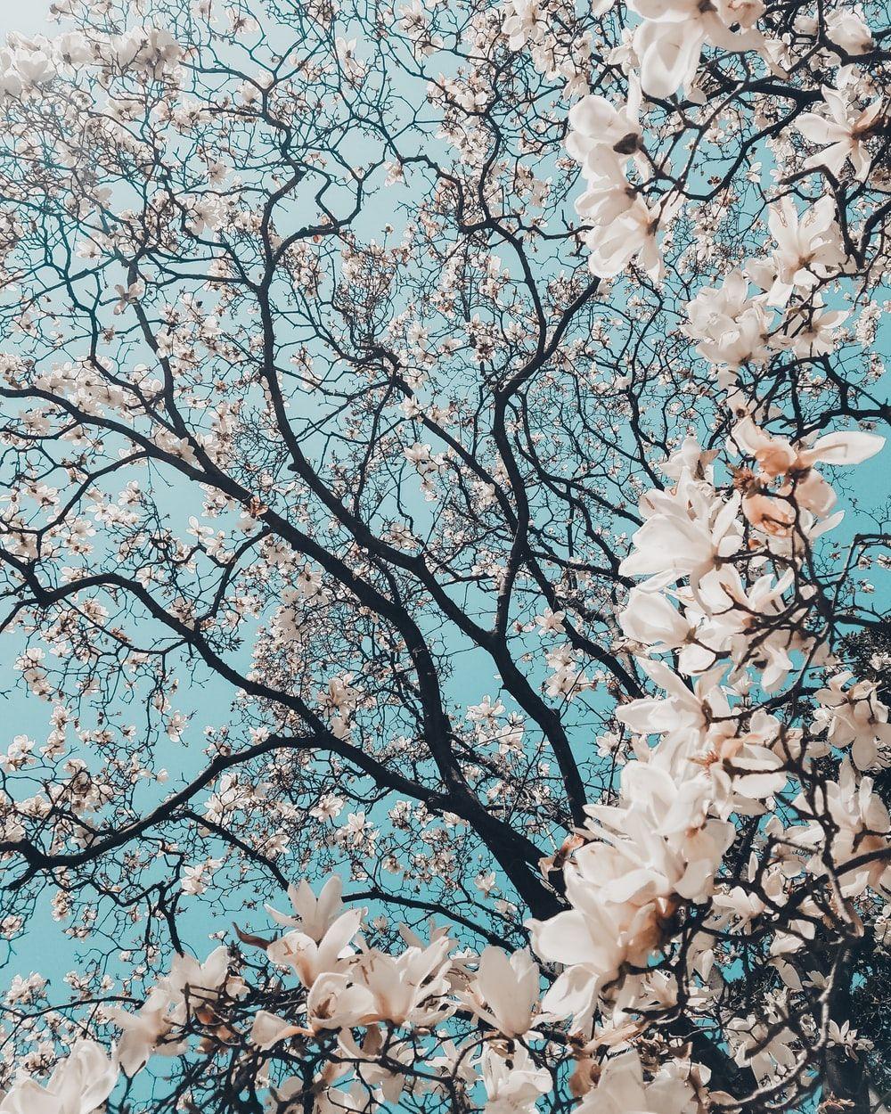 1000x1250 Spring In Japan Picture. Download Free Image