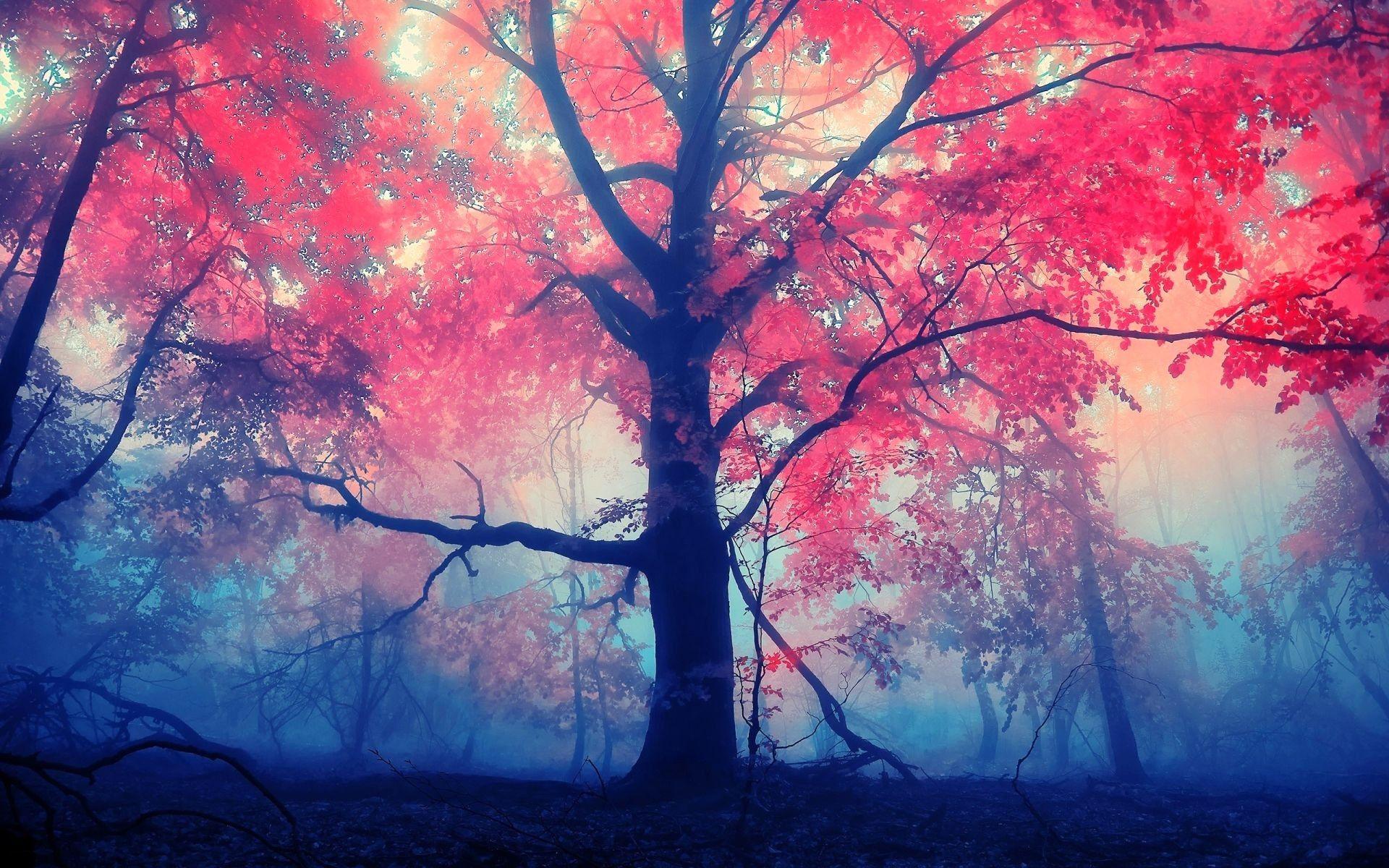 1920x1200 Tree Wallpaper Wallpaper Superior Tree Wallpaper Background