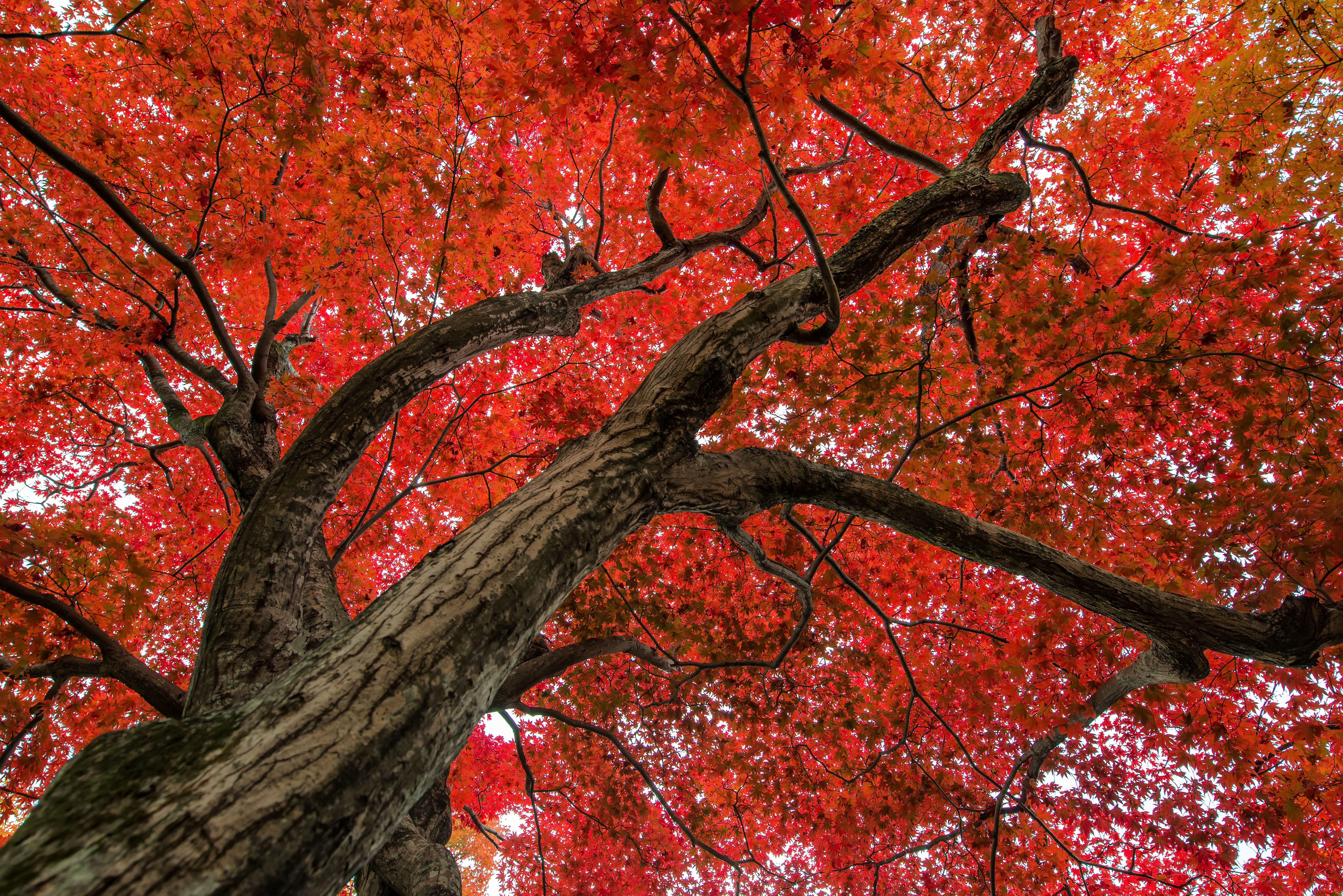 6127x4089 Branch Fall Foliage Japan Leaf Maple Tree Wallpaper:6127x4089