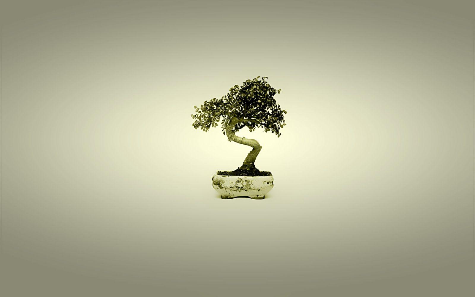1600x1000 Bonsai Wallpaper. Wisteria Bonsai Desktop Wallpaper, Bonsai Wallpaper and Bonsai Wallpaper Zen
