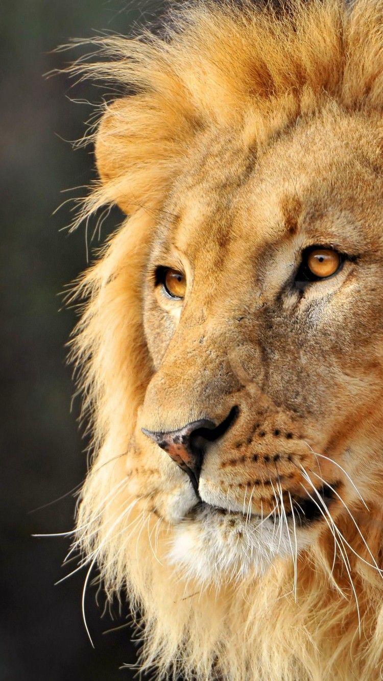 750x1334 Lion Face Wallpaper For iPhone