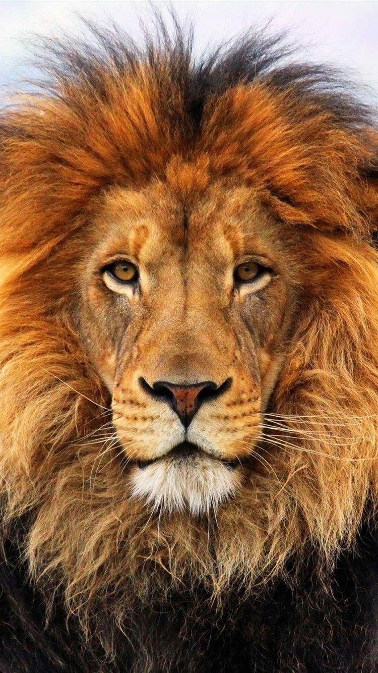 750x1334 King Of Beasts, Lion, Manes, Face 750x1334 IPhone 8 7 6 6S Wallpaper, Background, Picture, Image