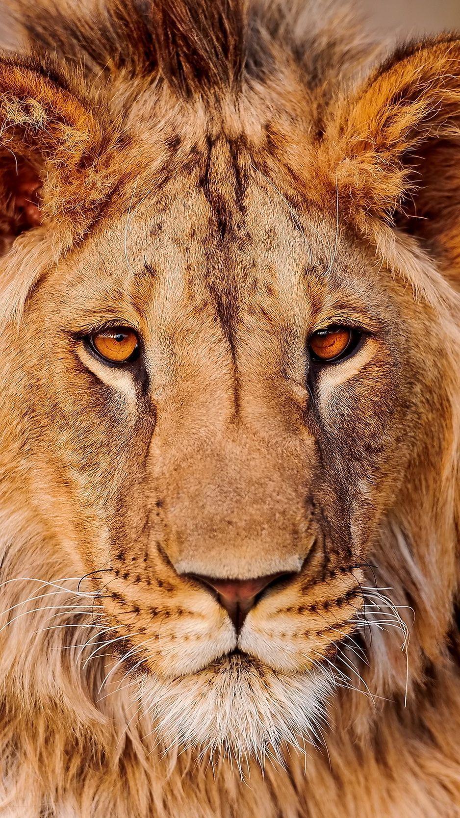 938x1668 Download Wallpaper 938x1668 Lion, Face, Eye, Predator Iphone 8 7 6s 6 For Parallax HD Background