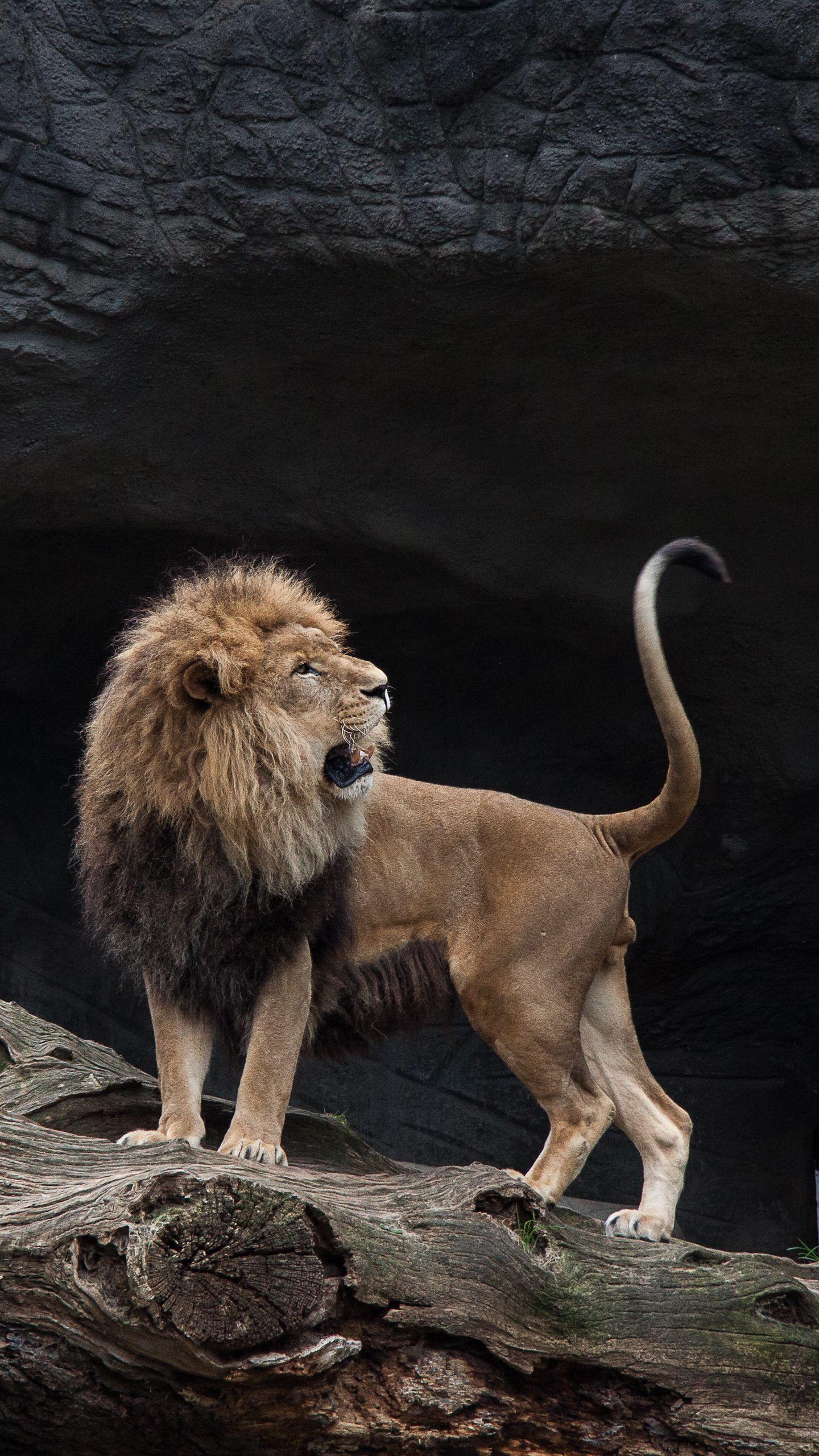 1440x2560 iPhone Wallpaper Lion Predator Lion Wallpaper iPhone Xr HD Wallpaper