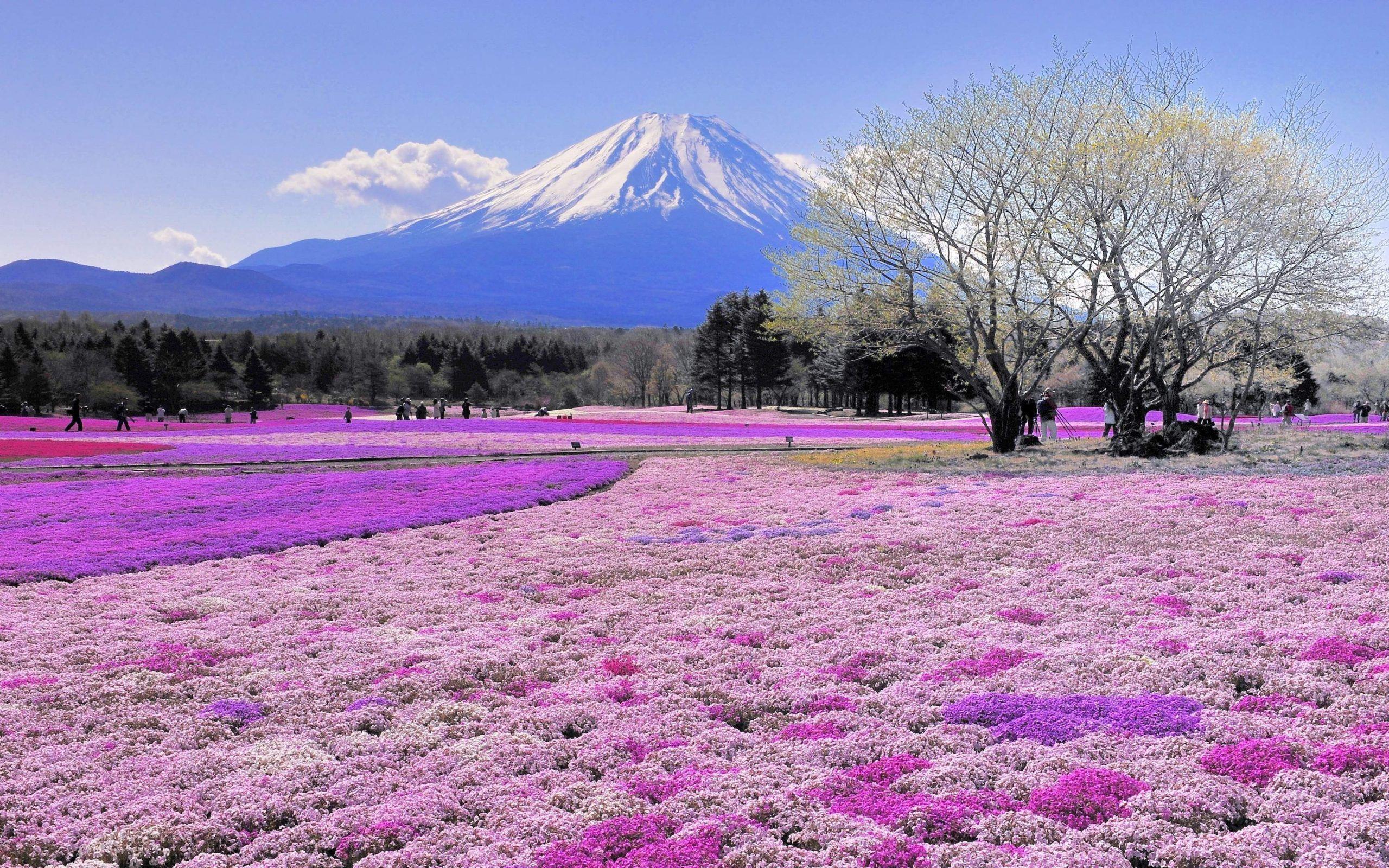 2560x1600 Japan Scenery Wallpaper