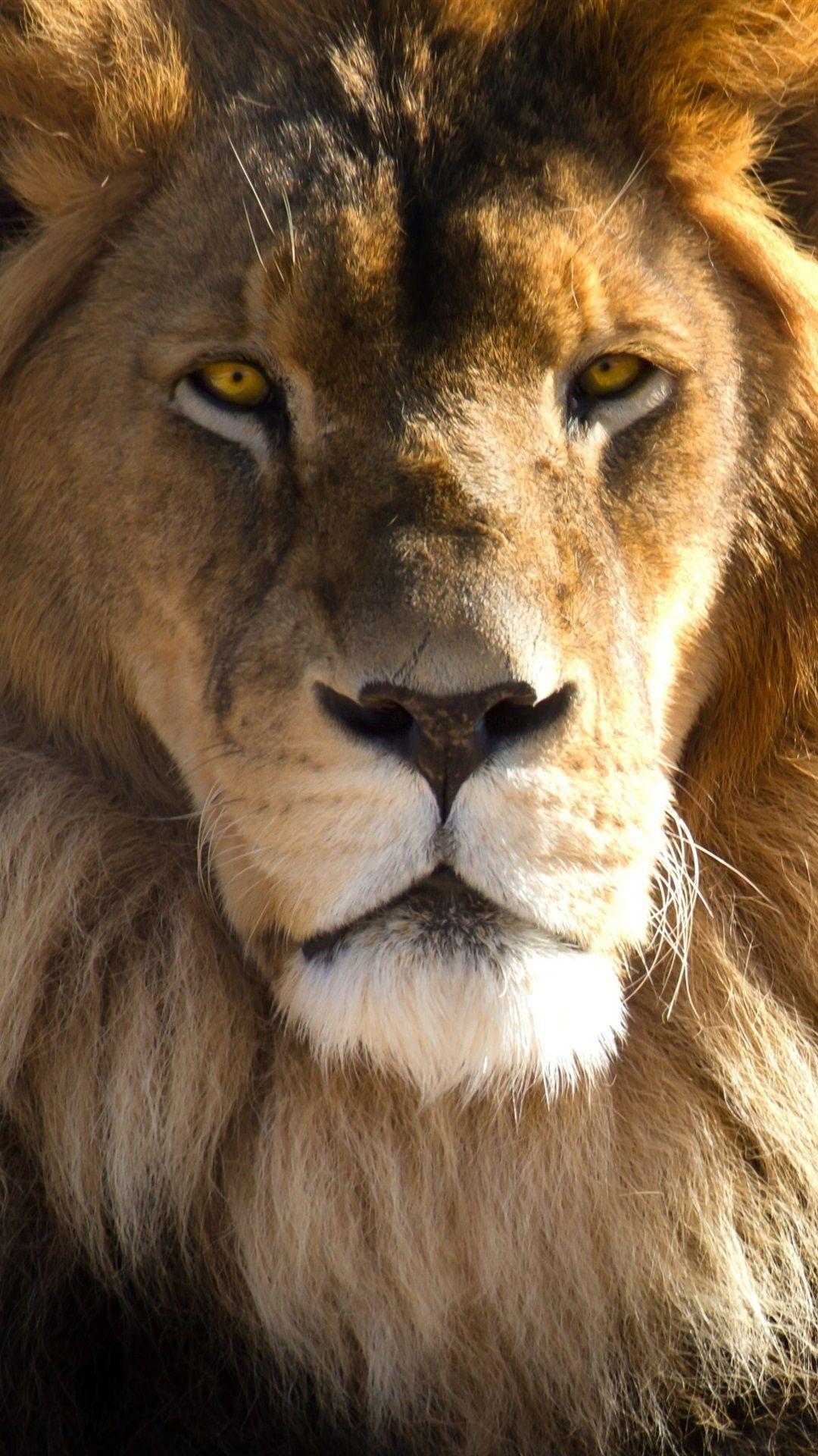 1080x1920 Lion Face, Head, Look, Predator 1080x1920 IPhone 8 7 6 6S Plus Wallpaper, Background, Picture, Image