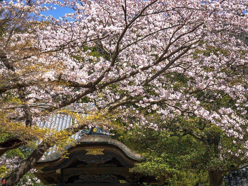 1024x768 FROM THE GARDEN OF ZEN: Sakura (Japanese Cherry) Blossoms: Engaku Ji