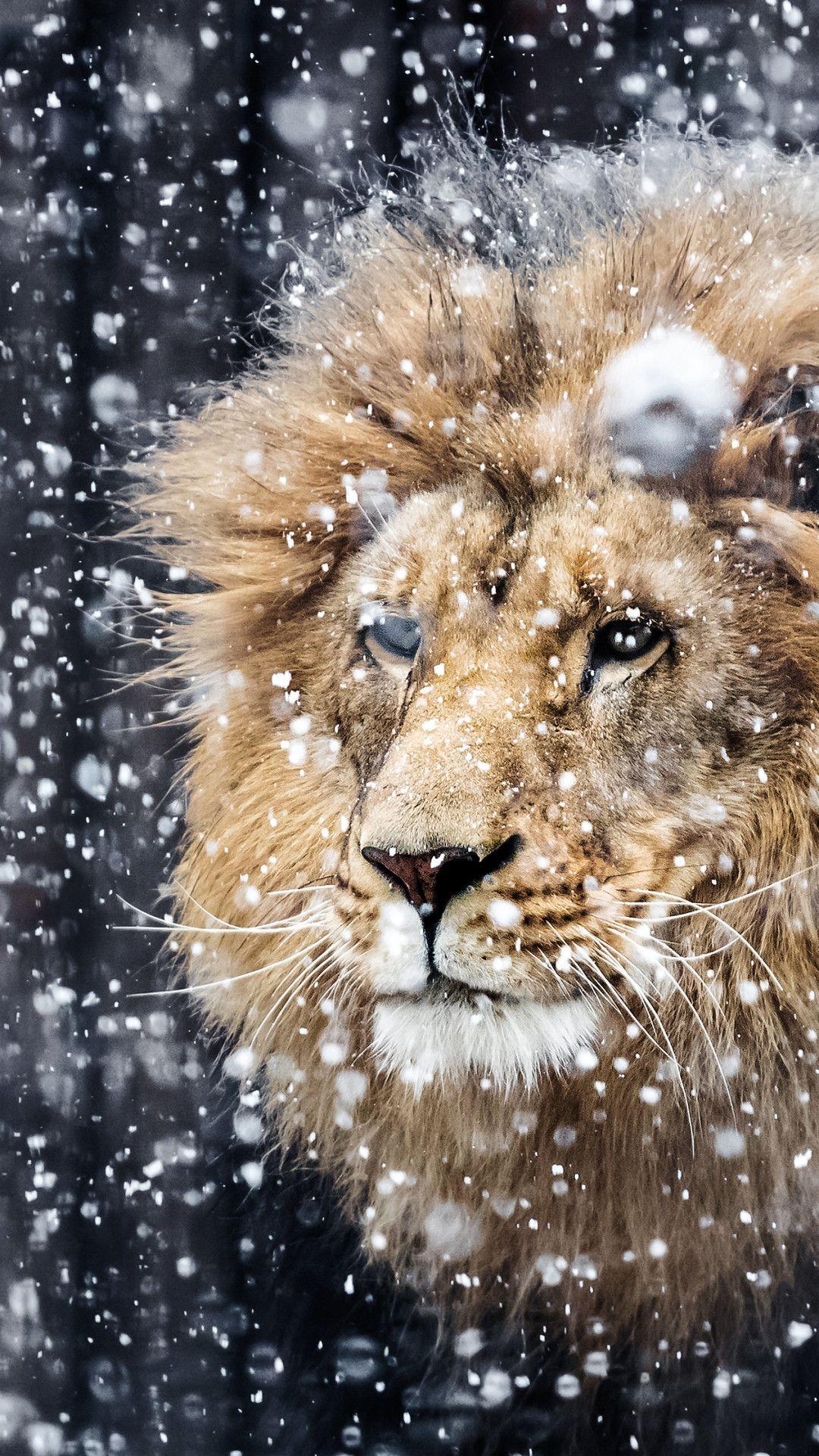 1080x1920 Lion Wallpaper For iPhone 7