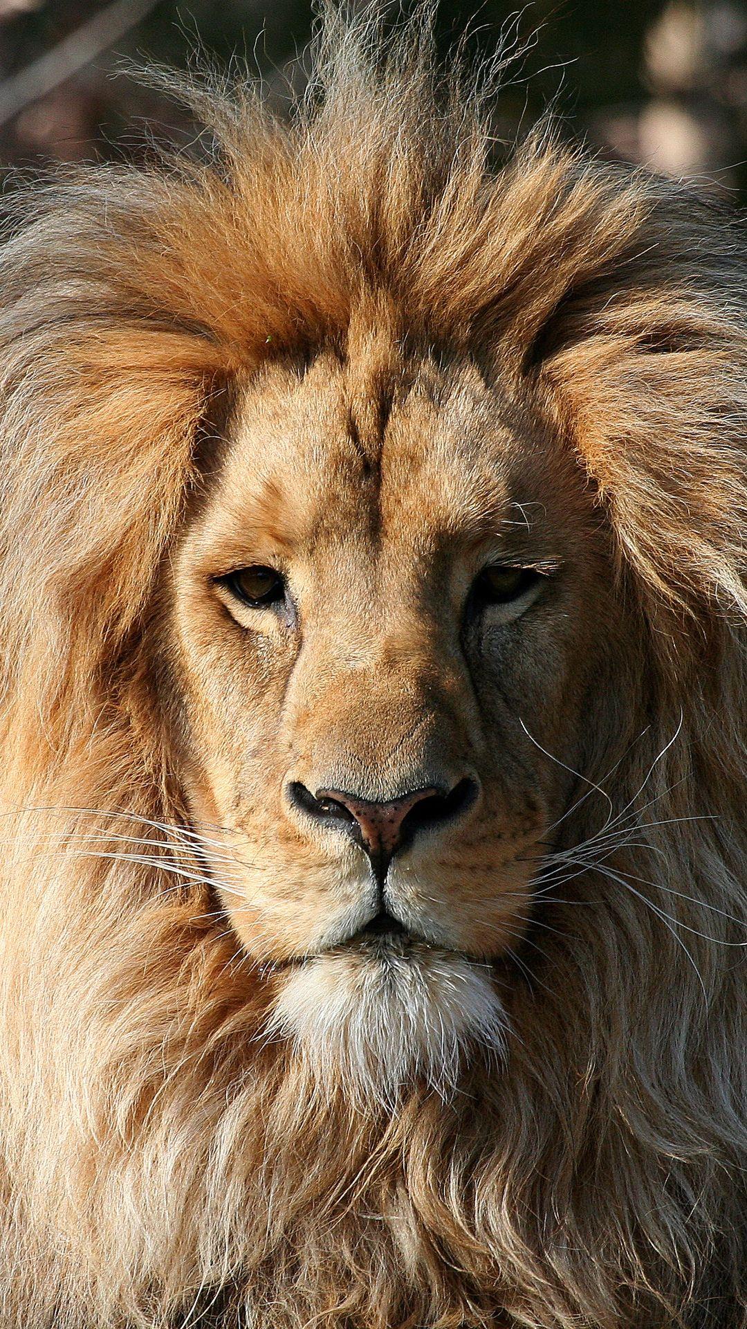 1080x1920 Lion iPhone Wallpaper in Action .