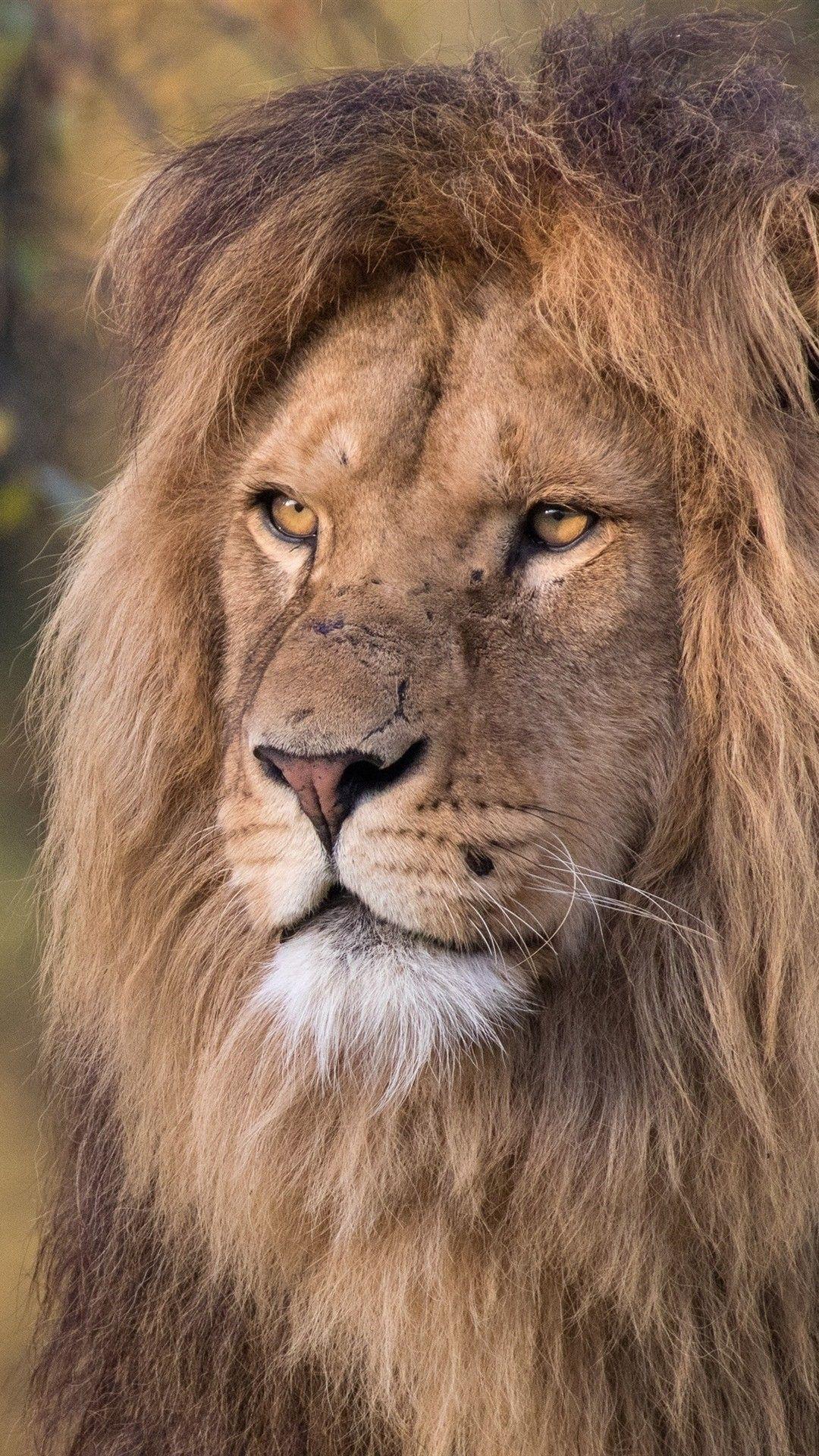 1080x1920 Lion iPhone Wallpaper