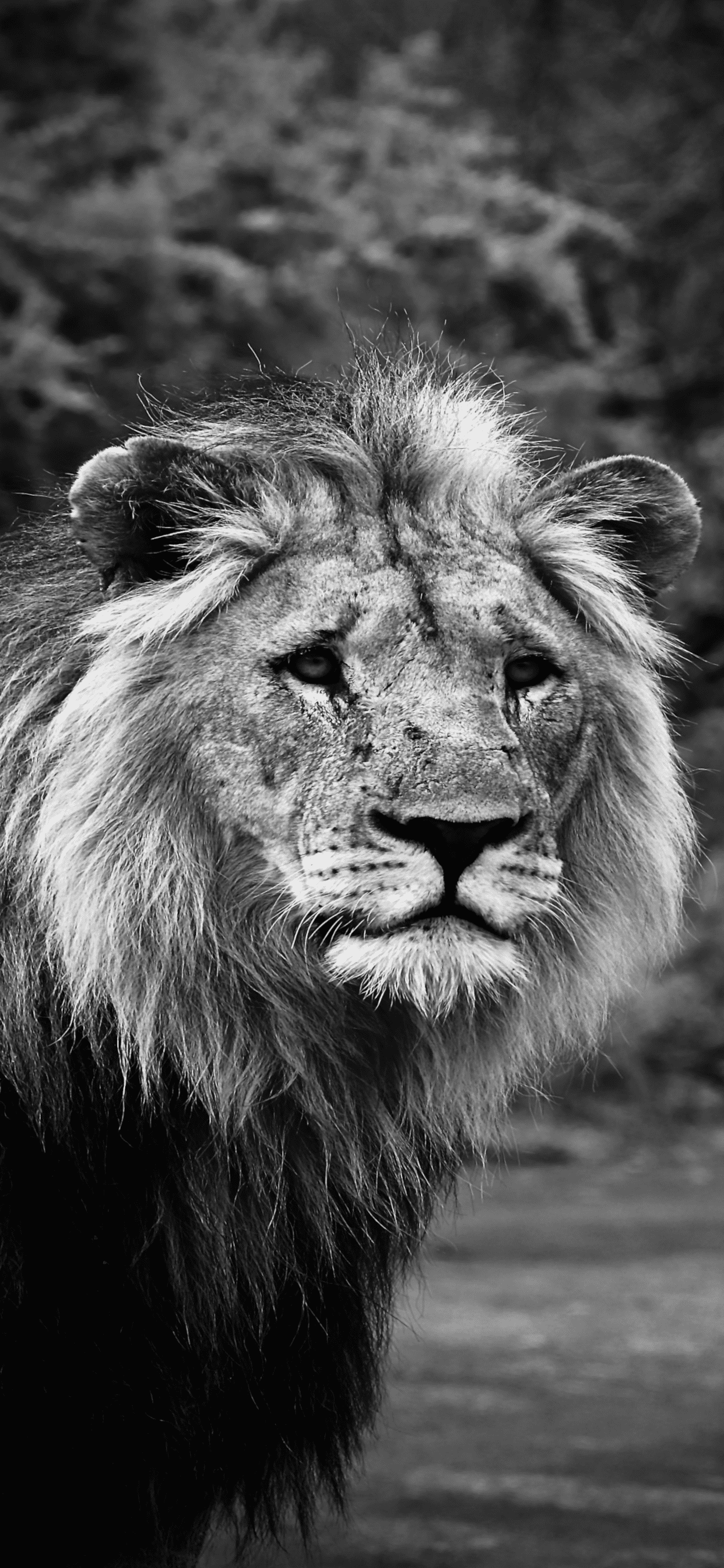 1242x2688 Lion Wallpaper for iPhone Pro Max, X, 6
