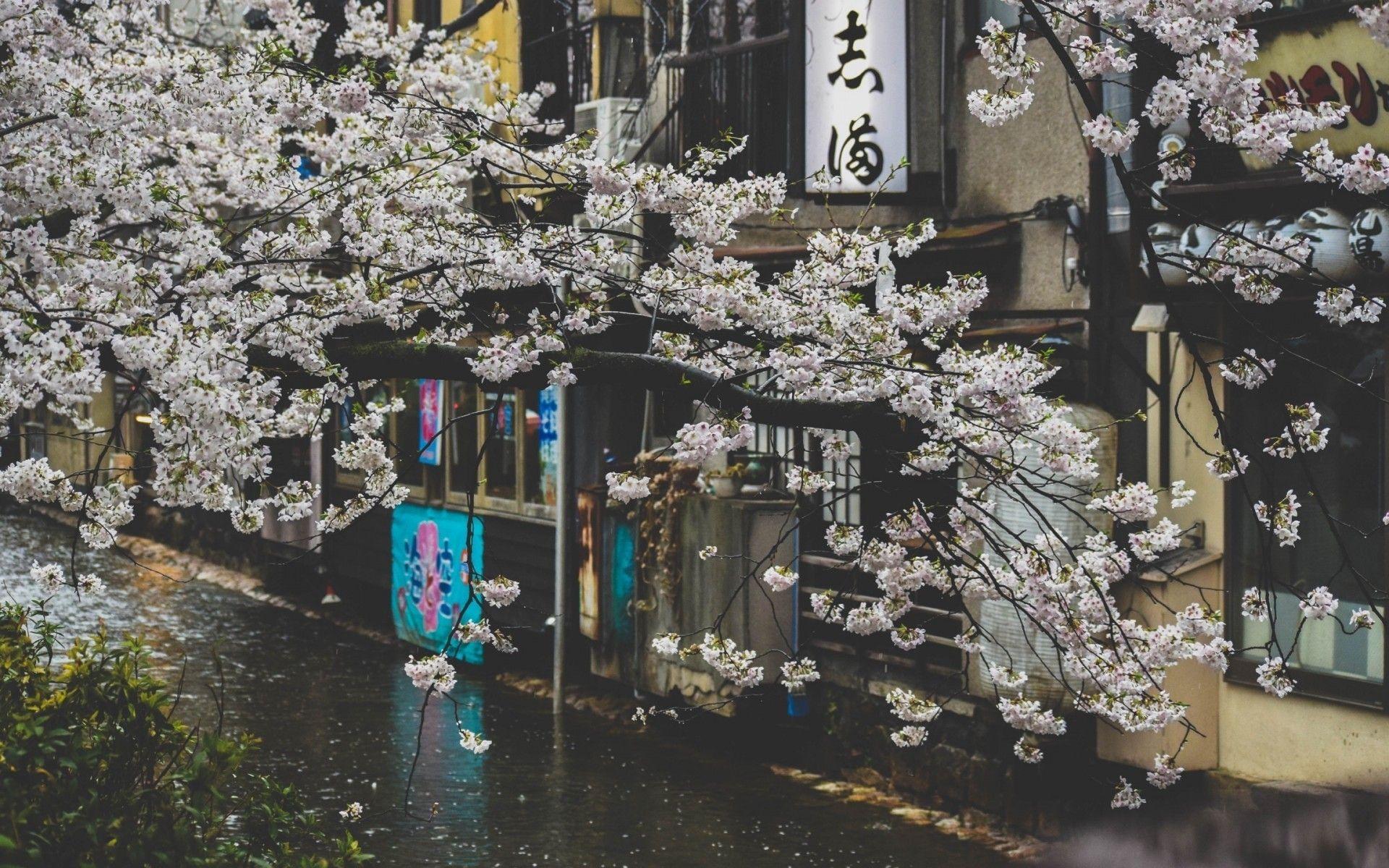 1920x1200 Japan, Cherry Blossom, Street, Raining, Scenic, Pretty, Cherry Blossom