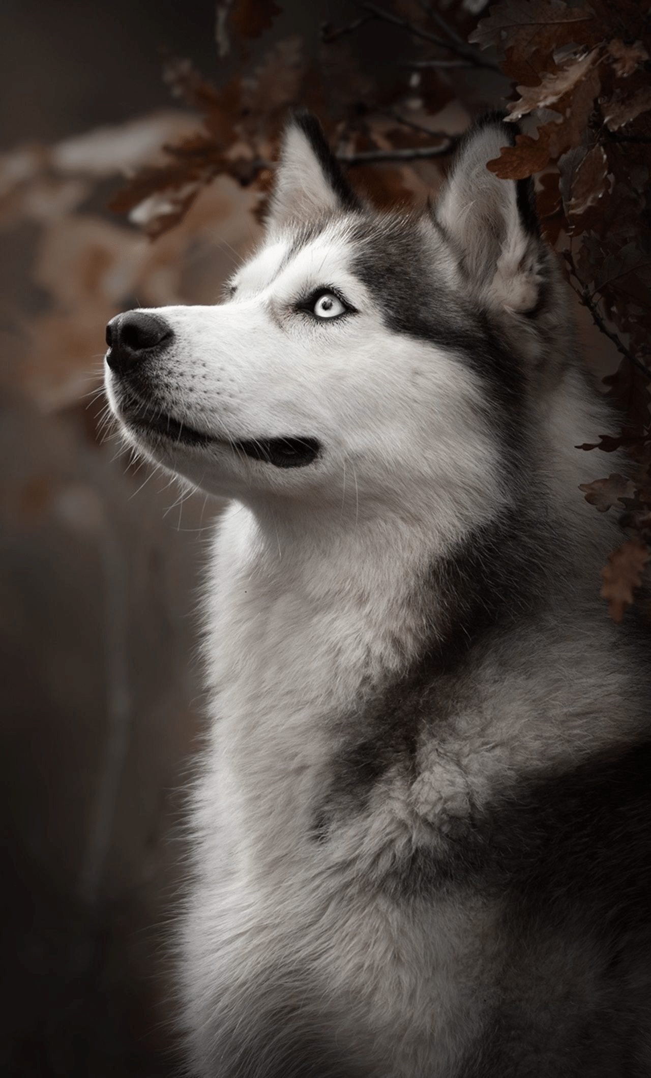 Siberian Husky Dog Wallpapers - Top