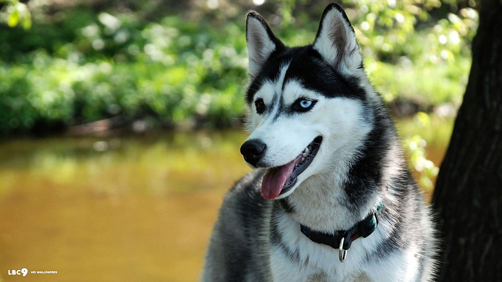 1920x1080 Siberian Husky Dog Wallpaper