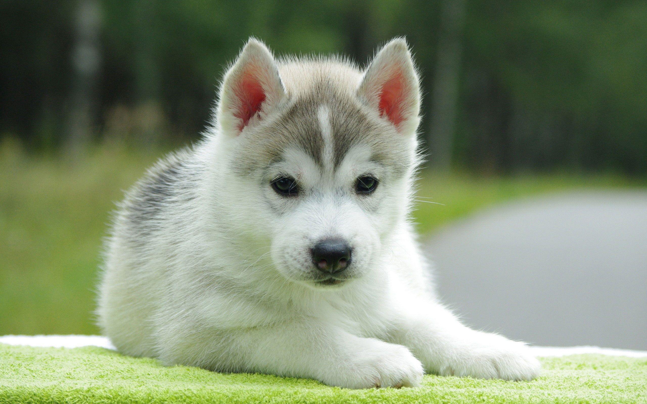 2560x1600 Husky Dog Wallpaper