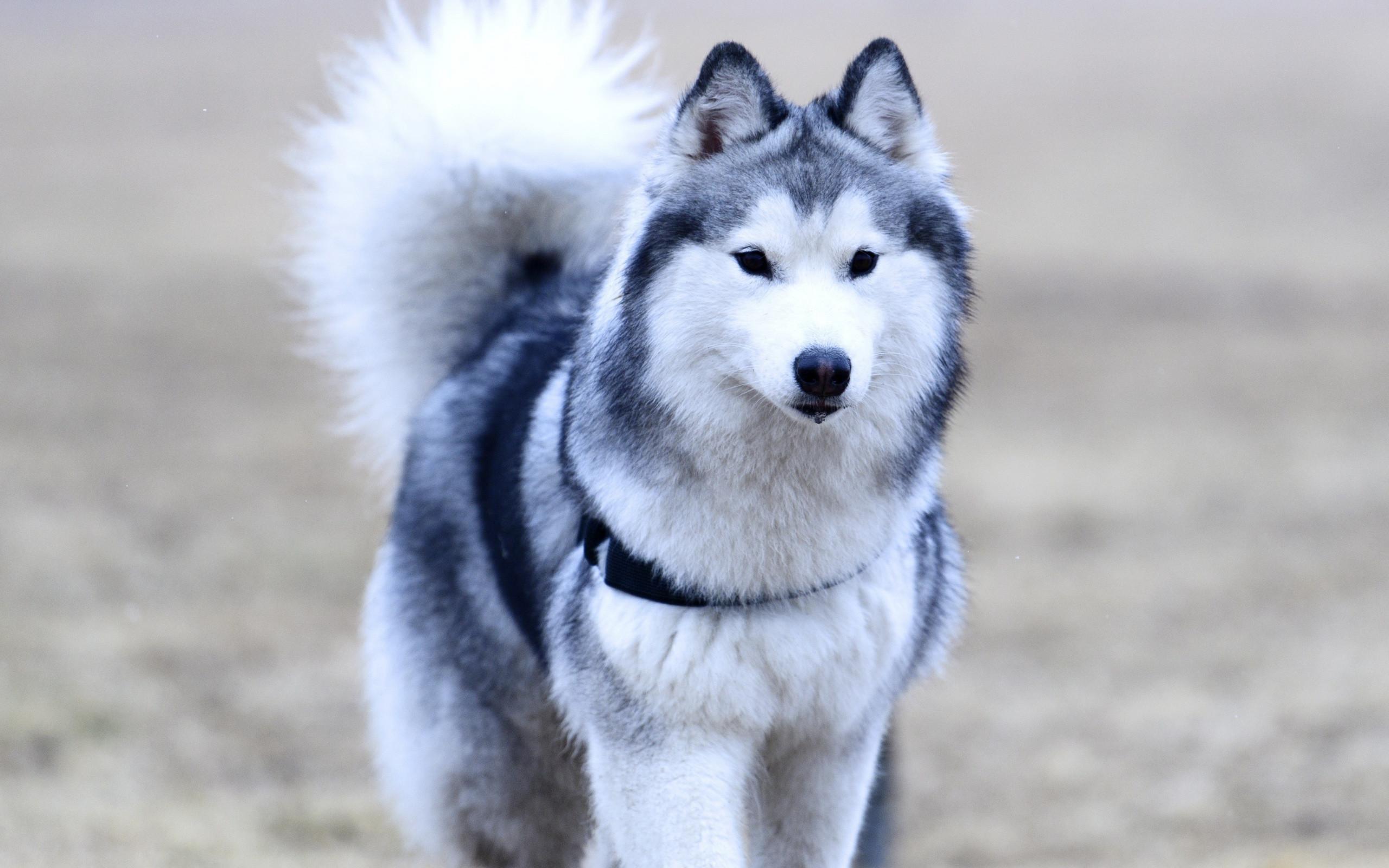 2560x1600 Siberian Husky Dog Wallpaper