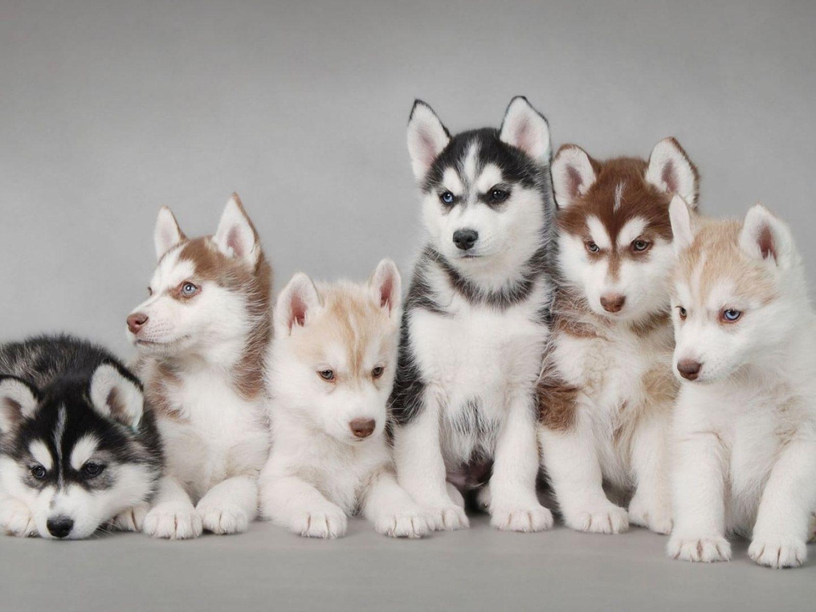 1600x1200 Siberian husky puppy litter, dog wallpaper, puppies, animals, domestic • Wallpaper For You HD Wallpaper For Desktop & Mobile