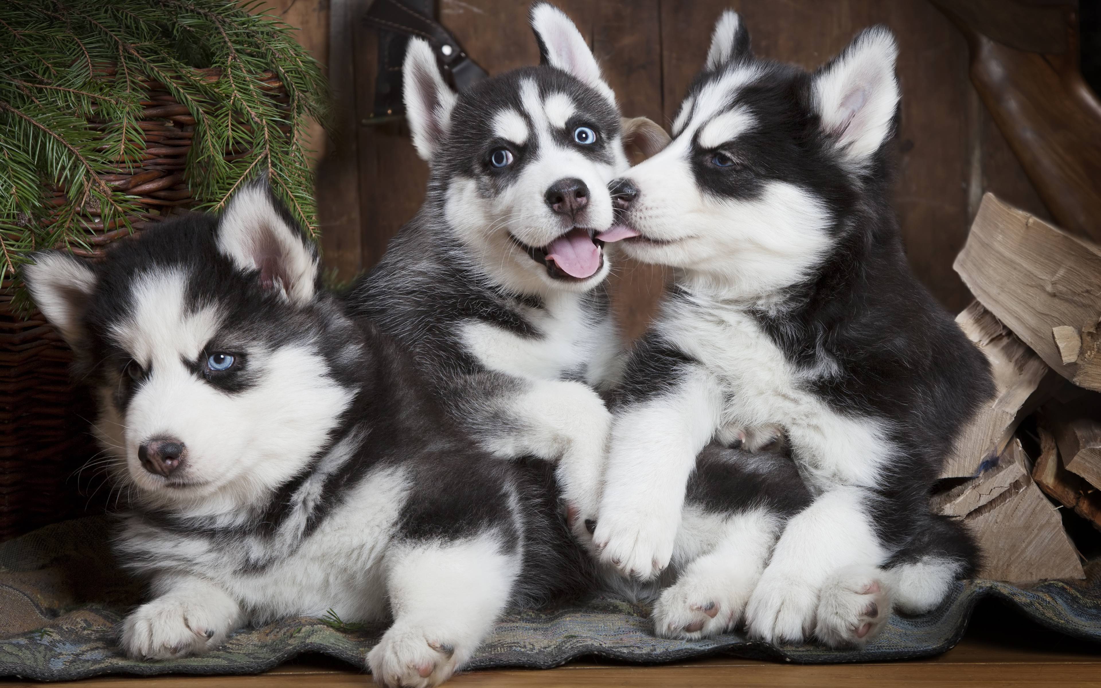 3840x2400 Siberian Husky Dog Wallpaper