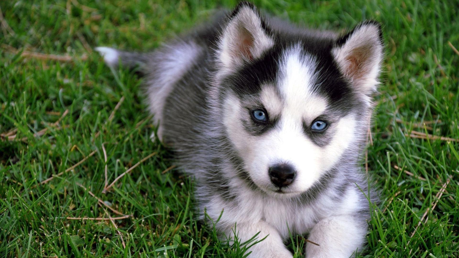 1920x1080 Wallpaper Huskies Dogs .