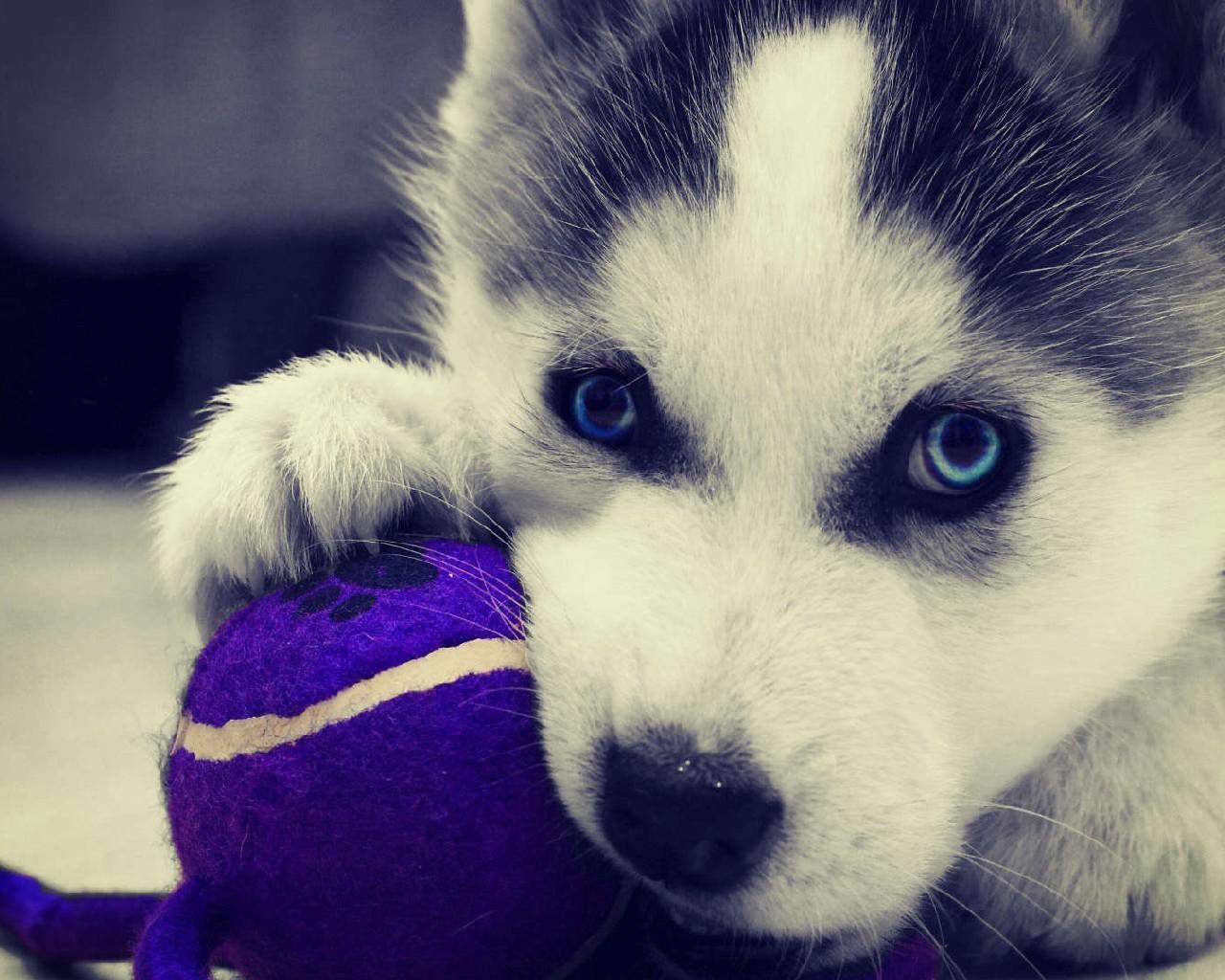 1280x1024 Siberian Husky Dogs Wallpaper for Android