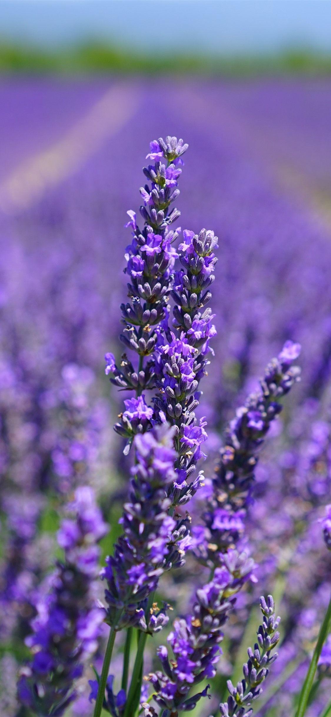 Lavender iPhone Wallpapers - Top Free Lavender iPhone Backgrounds